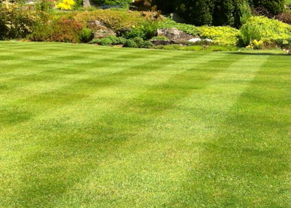 Commercial Grass Cutting in Pasadena