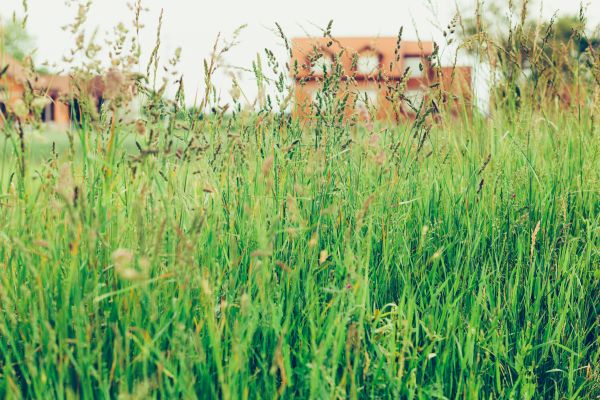 Tall Grass Cutting in Pasadena