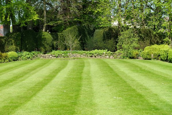 Grass Care Service in Pasadena