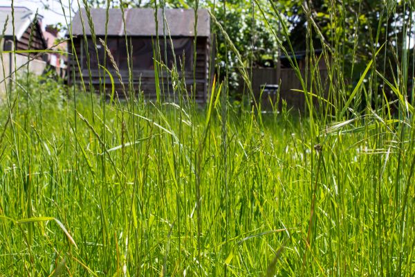 Overgrown Lawn Trimming in Pasadena