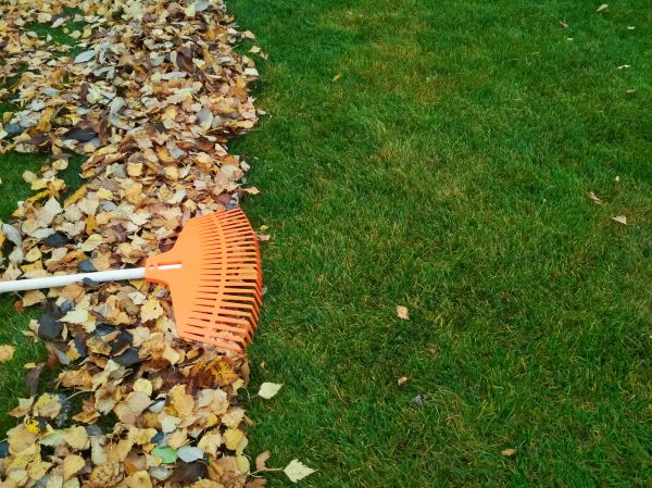 Fall Lawn Care in Pasadena